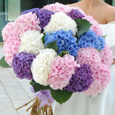 Hydrangea-WOW-768x768